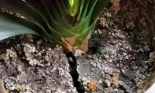 花卉|盆土表面出现“白色晶体”，赶紧换盆换土，不然花卉黄叶长不好