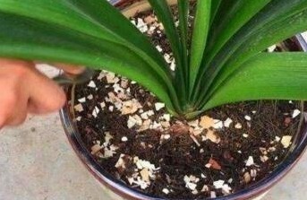 没人要的小东西，却是养花“万能肥”，撒一点在盆里，营养还透气