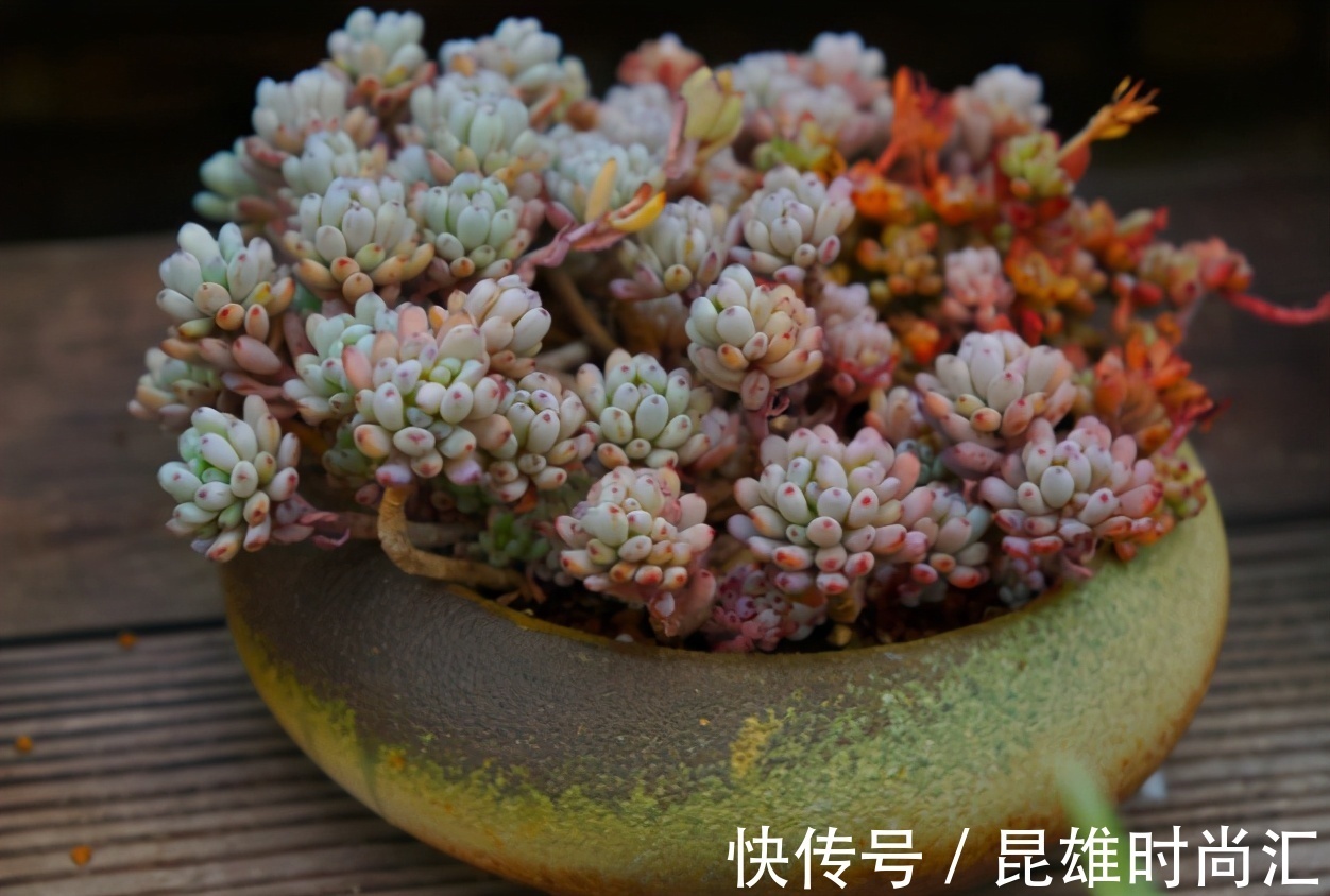 养多肉不知道如何浇水?老花匠在此分享妙招,告诉你其实并不难