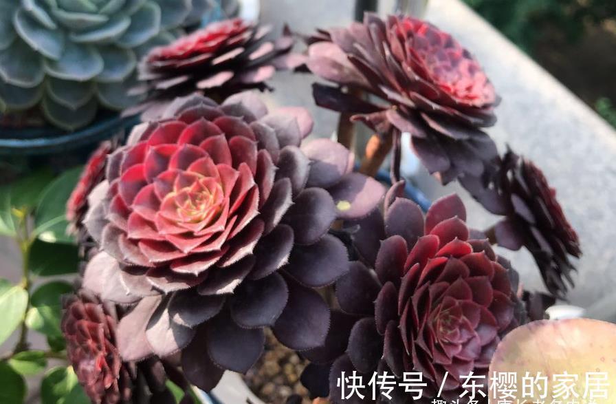 肉友|法师系多肉都有臭味?那是谣传,此8种法师都没味道,大家放心养