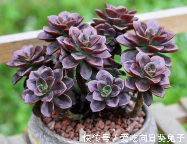 养多肉别忘了巧克力方砖