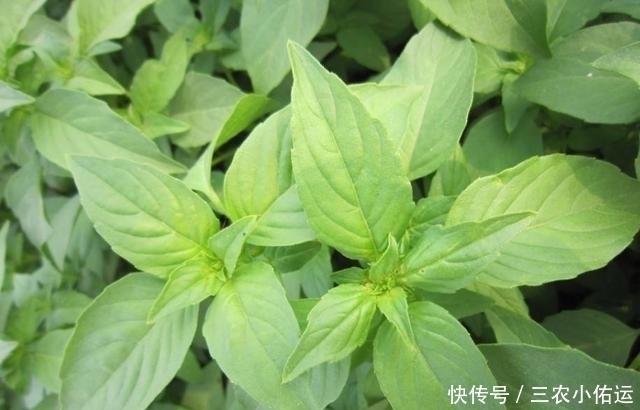 荆芥|荆芥味道独特,种植技术一点也不难,4步完成荆芥种植