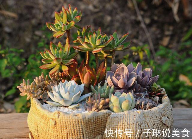 多肉叶插不长芽，记住1个“小方法”，7天冒小芽，轻松长满盆