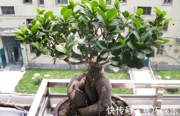 新手养花失败,大部分原因在于浇水不当!学会这3方法减少伤亡