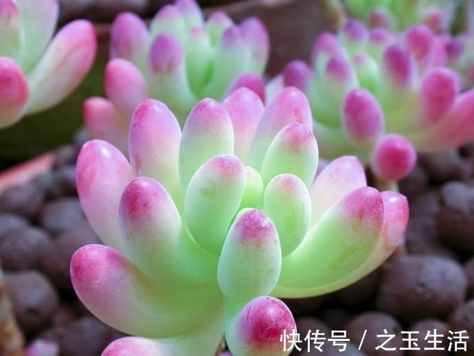 生命力顽强的多肉,新手可以试试,不用担心养不好