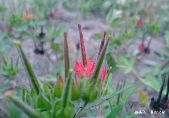 艾草|水井边野草，长相似艾草，人们叫它“老鸦嘴”，老农的最爱