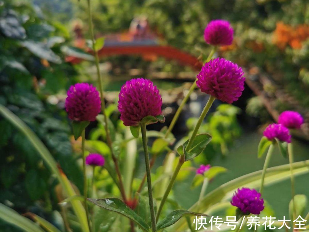 50种花春天播种,长满小院子,能开一整年