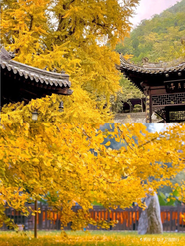 银杏|西安古观音禅寺内的千年银杏日渐金黄