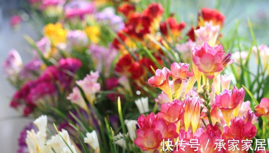 栽种|立秋之后,3种球根花卉可以种了,很好养各种花色无比美貌