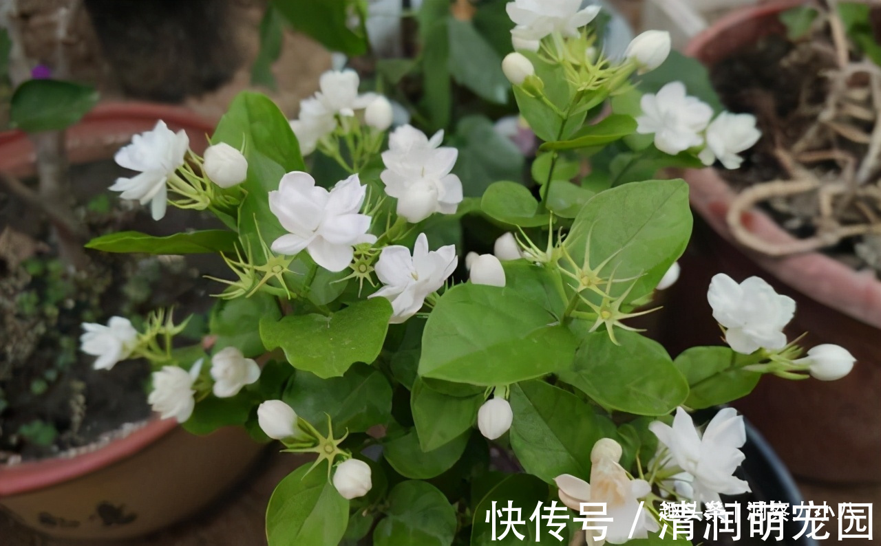 土壤|茉莉需润养,这“三位置”留点水,花苞咕噜冒,一次绽放上百朵