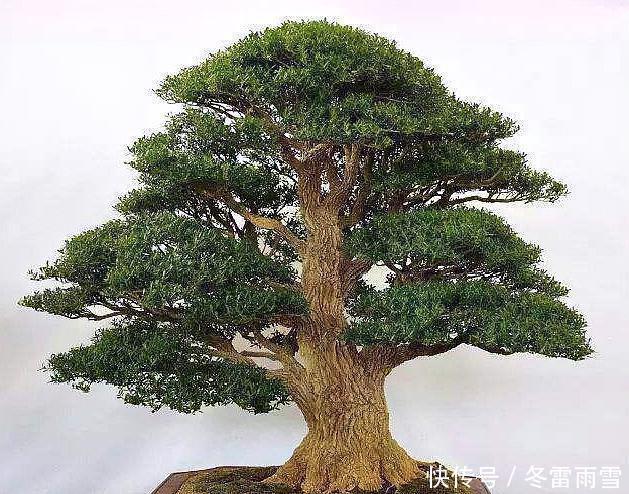 云贵大山的“黄杨市场”，是“原则”与艺术的碰撞，你站谁呢