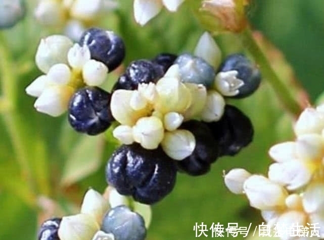 野果|农村这野果名为“火炭母”，因样子奇丑而被人记住，现在十分少见