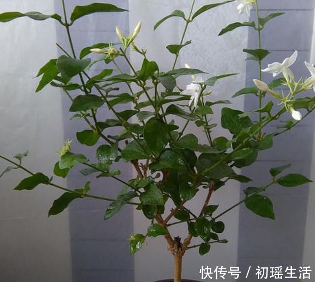 枝子|要让茉莉花枝子旺花苞多,需用2个方法,新枝新叶多花苞满枝