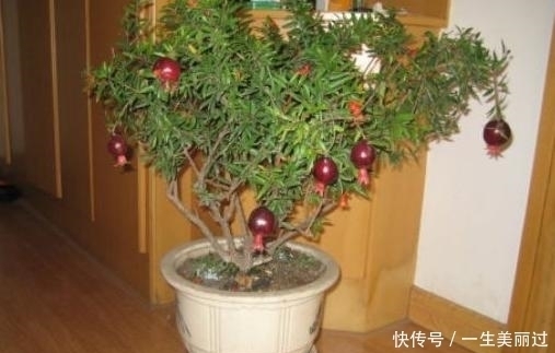 有“3种果核”不要扔,留下一点栽盆里,7天就发芽,来年结果旺盛