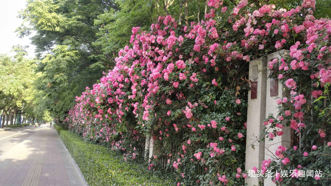 家中养花就养这四种花,赏心悦目还吉利,屋子更是飘满花香