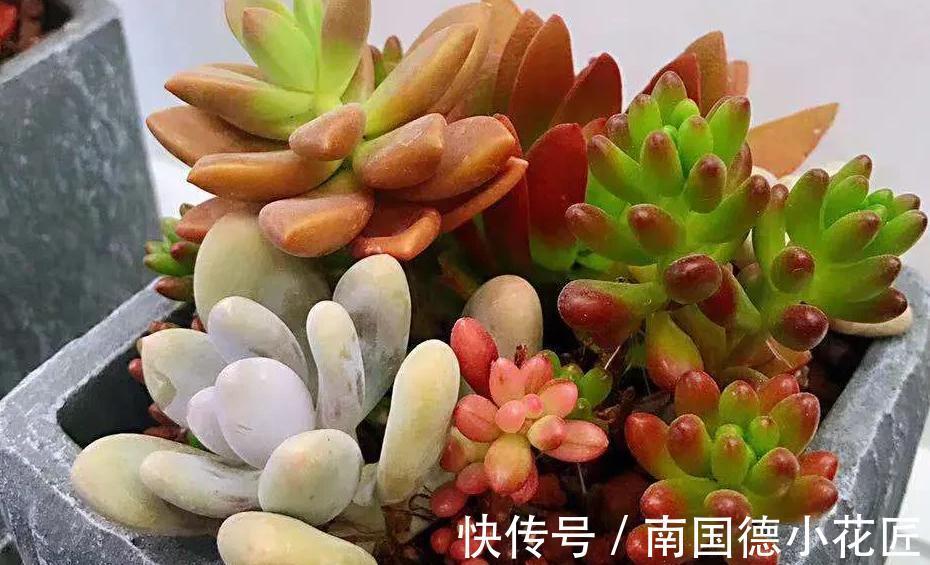 万万想不到此个，多肉竟然占，人气排行榜第一