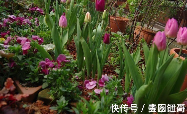 花园|荒废多年的80㎡小院,2年半时间打造成下沉式花园,太漂亮了!