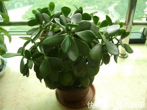 这3种花要“穷养”,盆小水少长得好,爆出侧芽养成老桩盆景