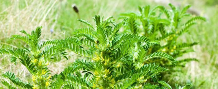 “四味”是肝脏的金子无形之中就把肝脏养好了医生也没想到