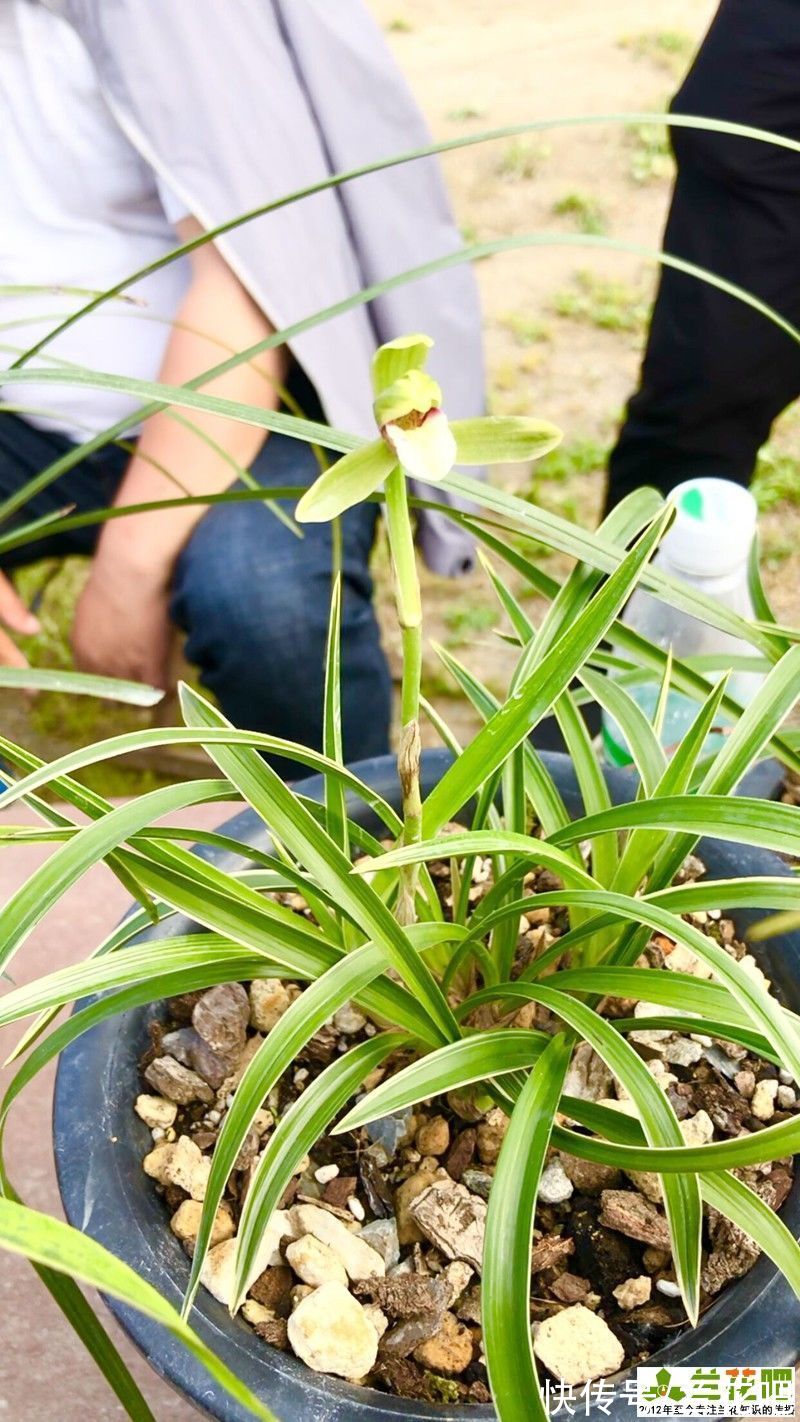 浇水|兰花浇水，有理论有操作，3步走浇水法