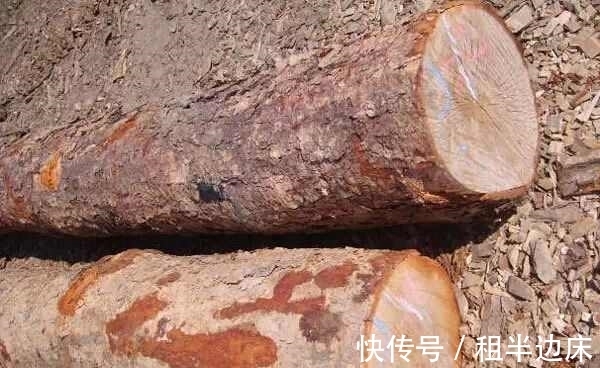 这种树生长在中国,被喻为世界上最坚硬的树,比金属还硬