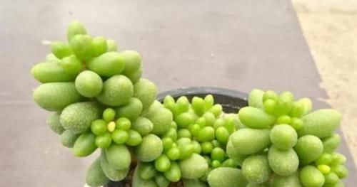 养多肉绿龟之卵，摸清这些，叶子水灵灵、翠绿欲滴