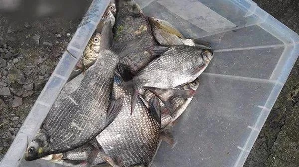 深秋了,这钓法我隔两天就想用,鳊鱼接二连三的上,感觉特舒服