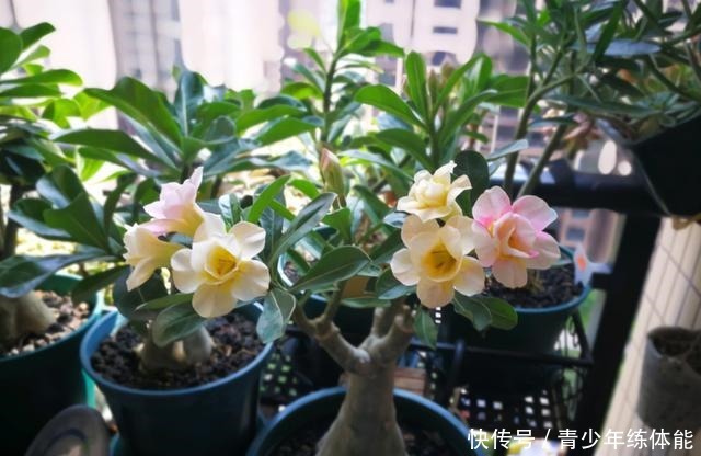 7种花“怕水”,浇水越多死得越快,管不住手的话,再有钱也别养!