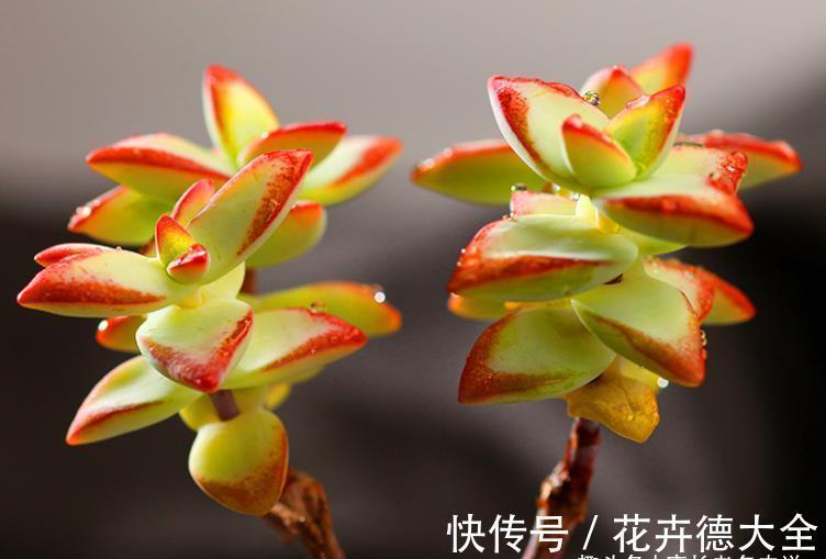 多肉自由女神——秋天入手冬天就美了,上色之后实物比照片还好看