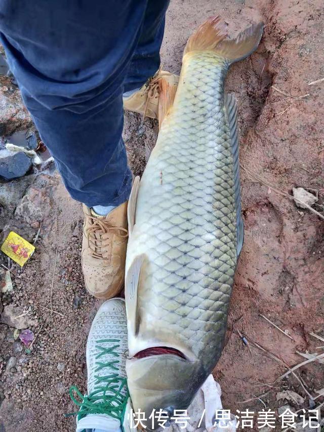 其实大鱼并不喜欢香,臭才是野钓王道,用好大钩粗线伺候