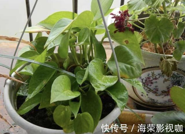 植株|在家里养“绿萝”,3个“技巧”学好,6个月窜到1米长,繁殖20盆