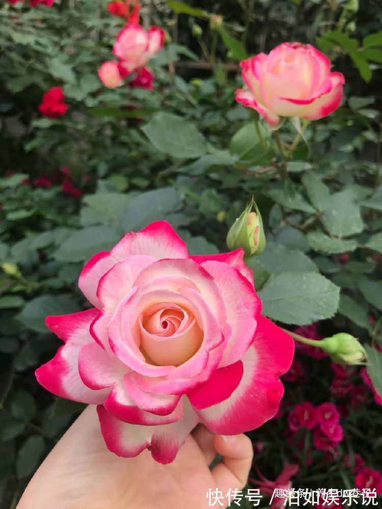 喜欢牡丹，不如养珍品玫瑰“摩纳哥公爵”，妖艳似美姬，沁人心脾