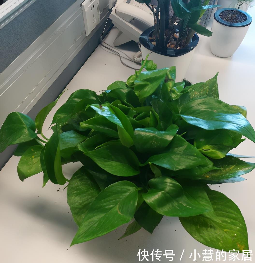 放在通风|冬天如何养好绿箩,注意这4点,不黄叶还长势好