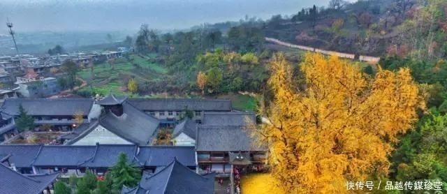 银杏|这3种盆景可以养成传家宝,再穷也要养,越老越值钱!