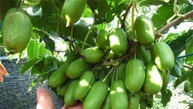 少养两盆花,院子也要种这种果树,沾土就活,甜味不输橙子