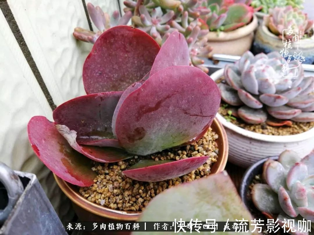 多肉|人生有时候就像多肉,不是不出彩,只是经历的时光还不够!
