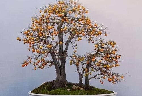 老鸦柿上盆后的养护很重要,5个方面的经验,帮你做好日常管理