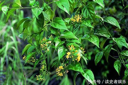 毒花|以前是公认的毒花,现在成了“网红花卉”,爱花人的阳台上常见到