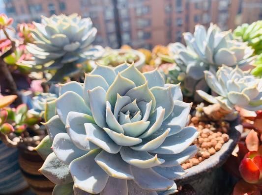  养花|养花不能用大盆，这5种花挤在小盆里，才能长成精品