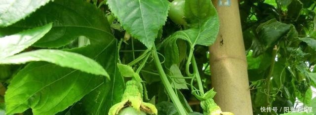 1根枝条插盆里,生根很快,1年结果,水果多到吃不完!