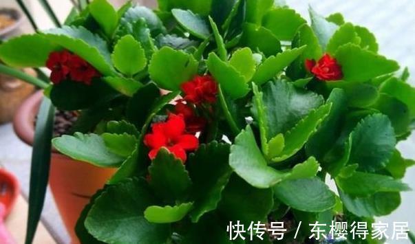 修剪|喜欢养花，先戒掉7个坏习惯，不然啥花也养不好，你占了几个？