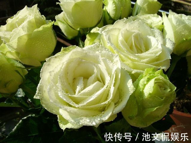 喜欢菊花，不如养盆绿玫瑰，花开碧绿如玉，寓意爱情，妩媚妖娆！