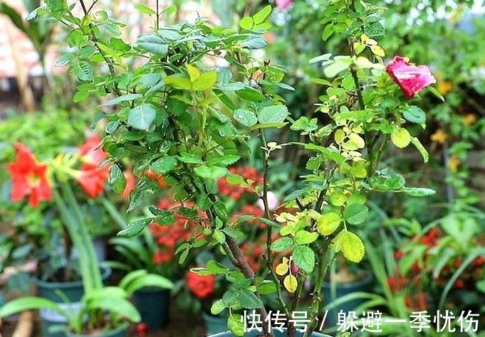 月季药害了怎么办,做好4点防药害,及时干预促生长