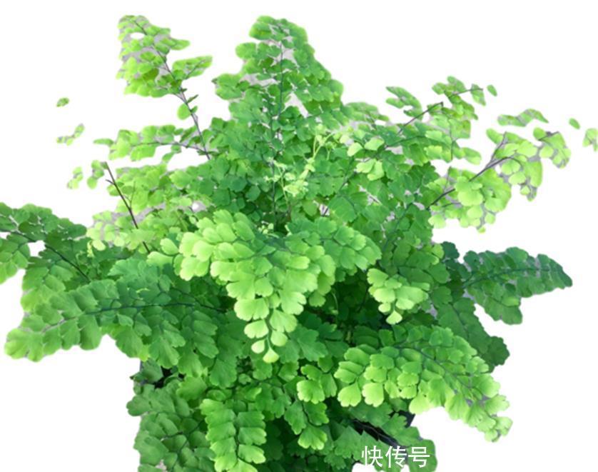 六种花就不怕浇水,浇水越多长势越茂盛,实践与经验分享