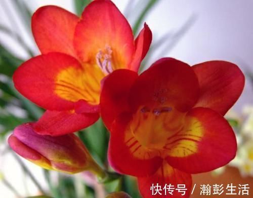 现在聪明人家里都养这种花，好看又容易养活，懒人的最爱