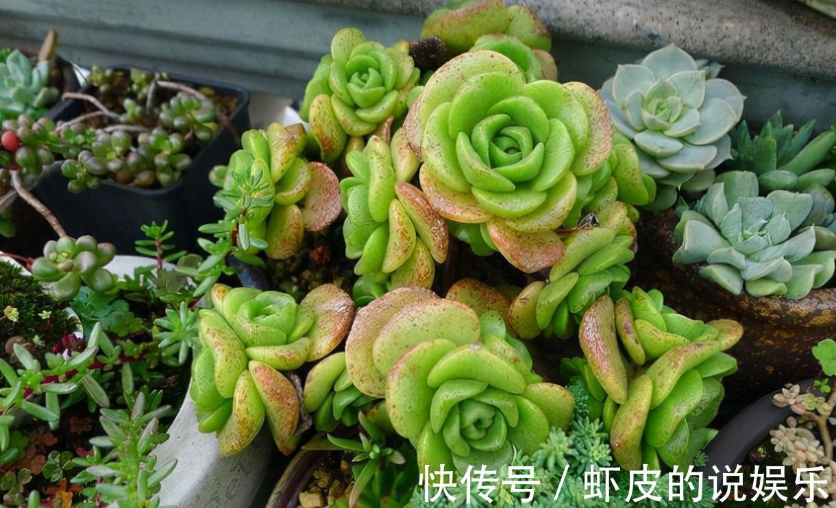 8种多肉植物,颜值高香味迷人,太喜欢了