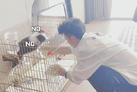 隔壁|黄子韬训成神狗,隔壁宋亚轩投来羡慕的目光