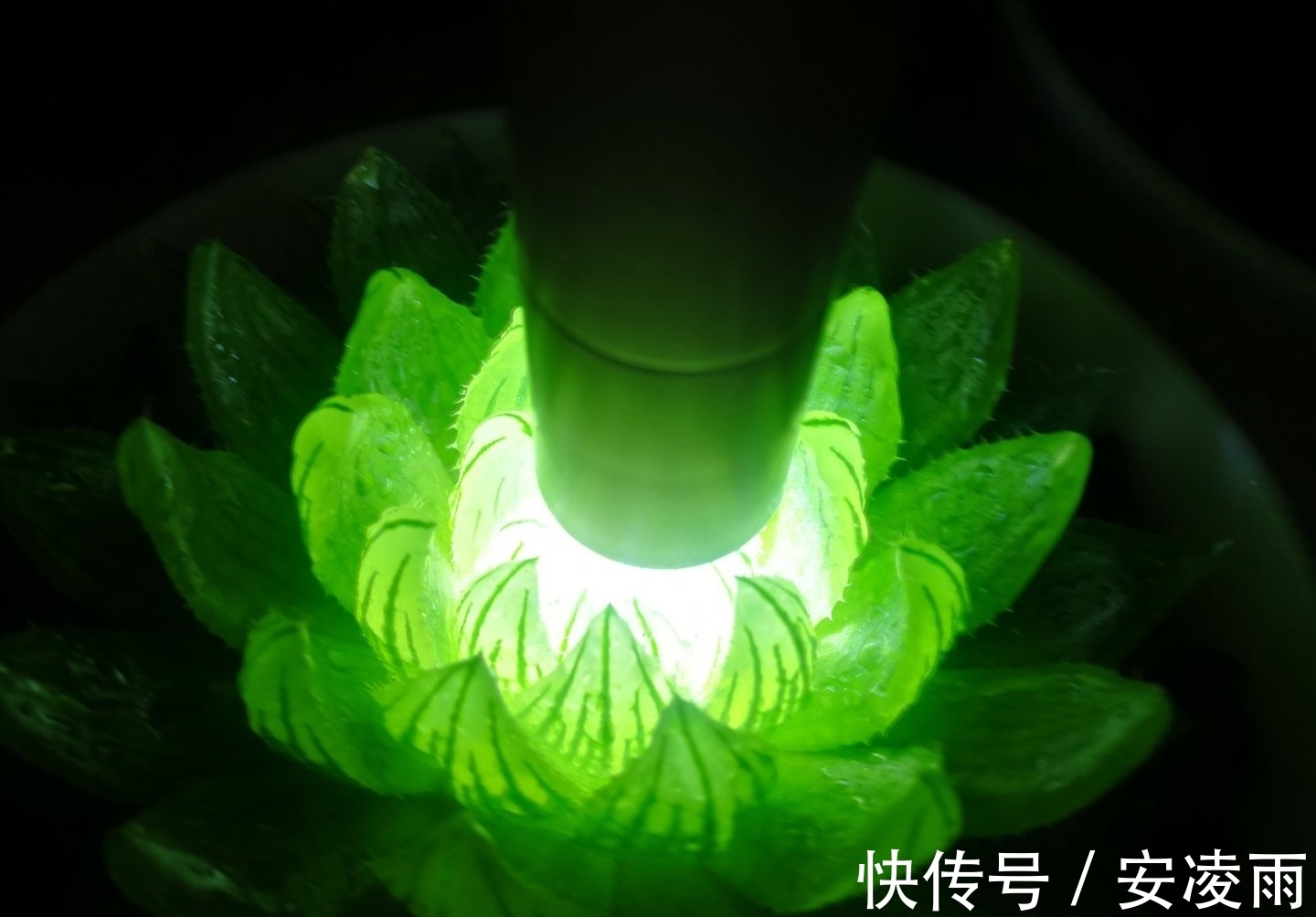 叶片|这“三多肉”是爆崽小能手,入冬放室外冻一冻,无需砍头易群生