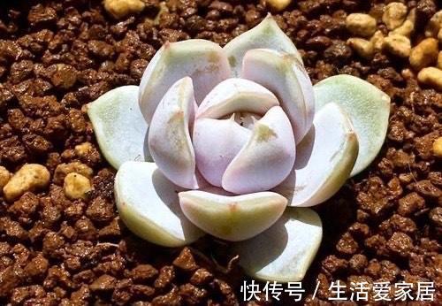 多肉|4种多肉美得独特，血燕拥有紫血斑，小红嘴的红唇最惊艳，真喜欢