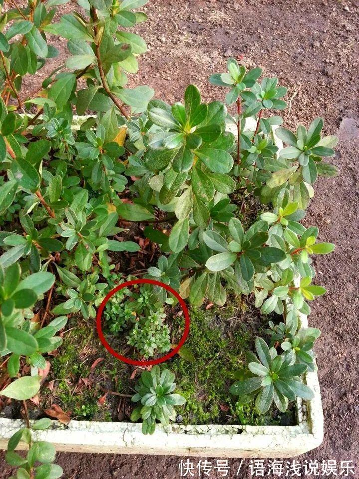 君子兰越小越值钱,养了4年,只有硬币大!
